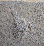 Scarabaeides deperditus GERMAR 1839 - Bild &copy; FossNet FossilienStore